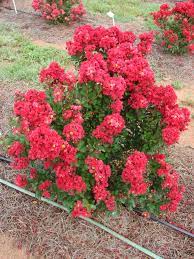 Crepe Myrtle Enduring Summer Red (Lagerstroemia)