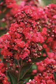 Crepe Myrtle Enduring Summer Red (Lagerstroemia x) - Ladybird Nursery