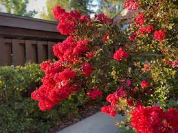 Crepe Myrtle Dwarf Red (Lagerstroemia indica) - Ladybird Nursery