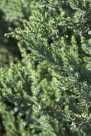 Chinese Juniper San Jose (Juniperus chinensis)