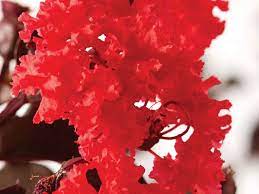 Crepe Myrtle Diamonds in the Dark Red Hot (Lagerstroemia)