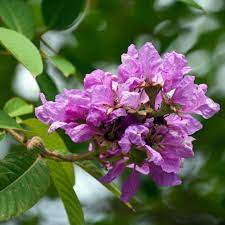 Crepe Myrtle Diamonds in the Dark Lavender Lace (Lagerstroemia)