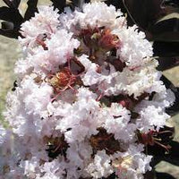 Crepe Myrtle Diamonds in the Dark Blush (Lagerstroemia) - Ladybird Nursery