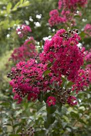 Crepe Myrtle Centennial Spirit Red (Lagerstroemia indica) - Ladybird Nursery