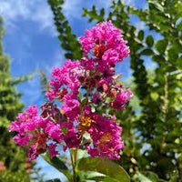 Crepe Myrtle Bush Form x fauriei Zuni Purple (Lagerstroemia indica)