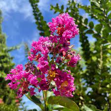 Crepe Myrtle Bush Form x fauriei Zuni Purple (Lagerstroemia indica) - Ladybird Nursery