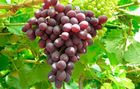 Grape 'Ruby Seedless' (QLD ONLY) - Ladybird Nursery