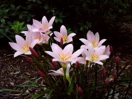 Rain Lily Grandjax (Zephyranthes) - Ladybird Nursery