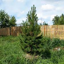 Scots Pine Inverleith (Pinus sylvestris) - Ladybird Nursery