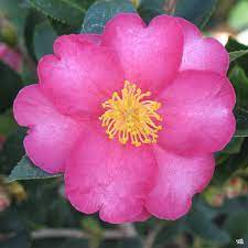 Sasanqua Camellia Jane Morgan (Camellia sasanqua) - Ladybird Nursery