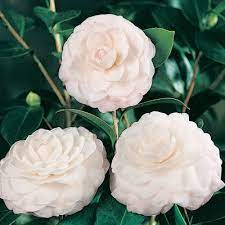 Sasanqua Camellia Fuji-no-mine (Camellia sasanqua)