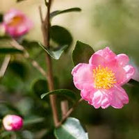 Sasanqua Camellia Cherilyn (Camellia sasanqua)