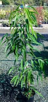 Sabre Tooth Fig (Ficus longifolia) - Ladybird Nursery