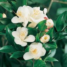 Sasanqua Camellia Assorted (Camellia sasanqua)