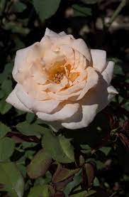 Rose Apricot Nectar 2 ft Standards (Rosa)