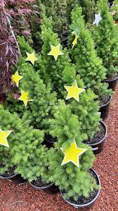 White Spruce Christmas Star (Picea glauca) - Ladybird Nursery