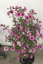 African Rose Mirembe (Anisodontea African) - Ladybird Nursery