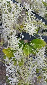 Queen’s Wreath Alba (Petrea volubilis)