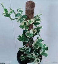 Peace Lily Knockout (Spathiphyllum) - Ladybird Nursery