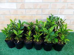 Croton 'Mad Painter' (Codiaeum variegatum) - Medium