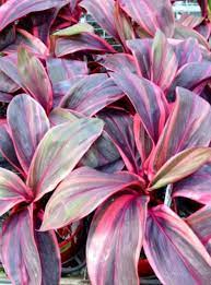 Cordyline Pink Champion (Cordyline fruticosa) - Ladybird Nursery