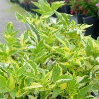 Elderberry Madonna (Sambucus nigra) - Ladybird Nursery