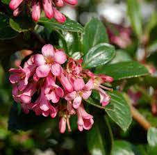Escallonia Pink (Escallonia spp.) - Ladybird Nursery