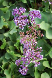 Sea Lavender Wstar Statice - White Star (Limonium perezii) - Ladybird Nursery