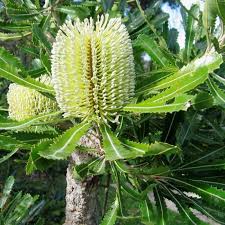 Saw Banksia (Banksia serrata)