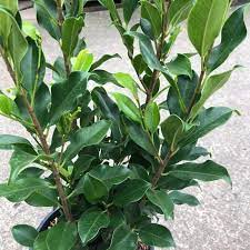 Emerald Standards (Ficus) - Ladybird Nursery