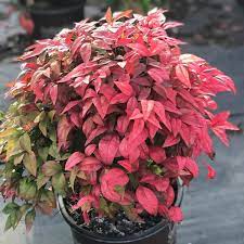 Heavenly Bamboo BLUSH™ (Nandina domestica) - Ladybird Nursery