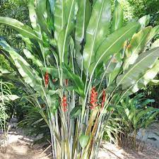 Heliconia bihai x caribaea 'Kawauchi' - Ladybird Nursery