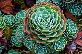 Hens and Chicks Metal (Echeveria Blue)