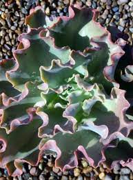 Hens and Chicks Blue curls (Echeveria Giant) - Ladybird Nursery