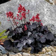 Heuchera 'Black Forest Cake'