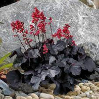 Heuchera 'Black Forest Cake'