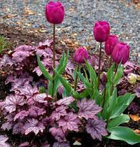 Heuchera Sugar Plum (Heuchera)