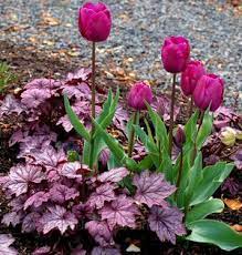 Heuchera Sugar Plum (Heuchera) - Ladybird Nursery