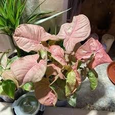 Syngonium Neon - Ladybird Nursery