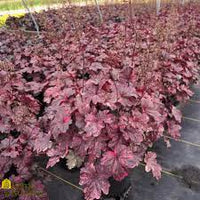 Heuchera Midnight Rose