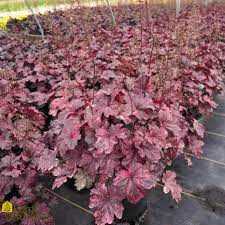 Heuchera Midnight Rose - Ladybird Nursery