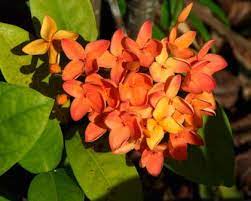 Ixora Prince of Orange (Ixora chinensis)