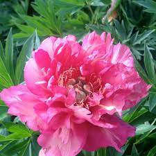 Itoh Peony Julia Rose (Paeonia)
