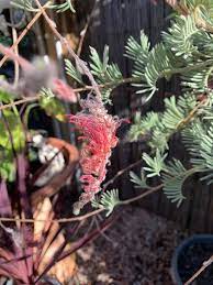 Grevillea Wooly Toothbrush Standards (Grevillea thyrsoides)