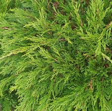 Savin Juniper Calgary Carpet (Juniperus sabina) - Ladybird Nursery