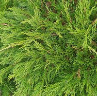 Savin Juniper Calgary Carpet (Juniperus sabina)