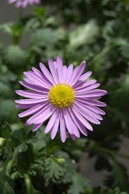 Swan River Daisy Hot Candy (Brachyscome angustifolia)