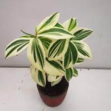 Amazon Costus Variegata (Costus amazonicus)