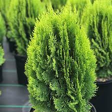 Arborvitae Lucasii (Thuja orientalis) - Ladybird Nursery