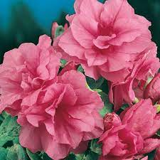 Azalea Sweet Nellie - Ladybird Nursery